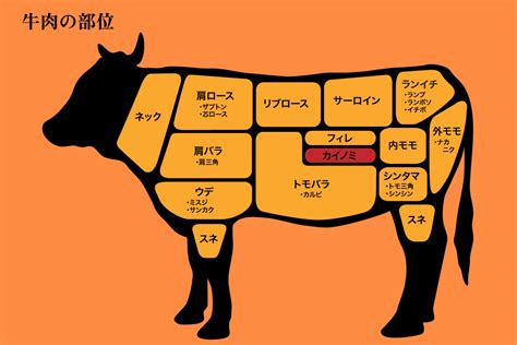 牛 意味|ウシとは？ 意味や使い方